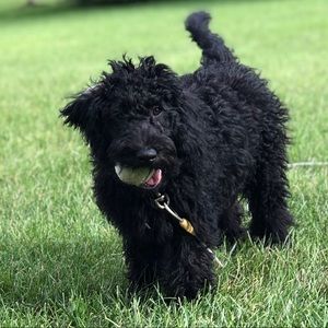 Meet your Posher, Molly